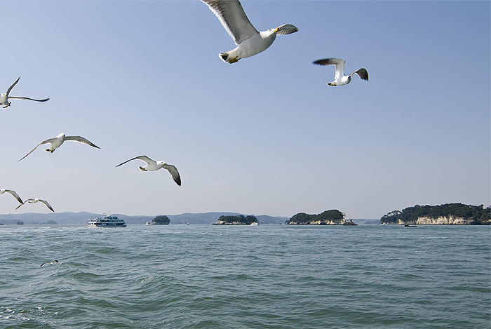 matsushima island and gulls
